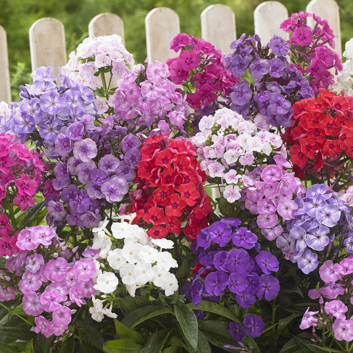 Verkauf Acanthus mollis, Heliopsis scabra, Aconitum napellus, Phlox paniculata, Hemrocallis Samy Russel, Lychnis viscaria, Anaphalis triplinervis, Campanula carpatica - Sommerblumenbeet – Staudenmix (18 Pflanzen)