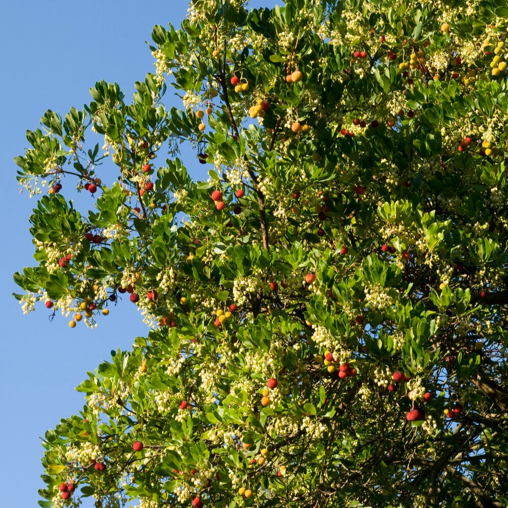 Erdbeerbaum - Arbutus unedo