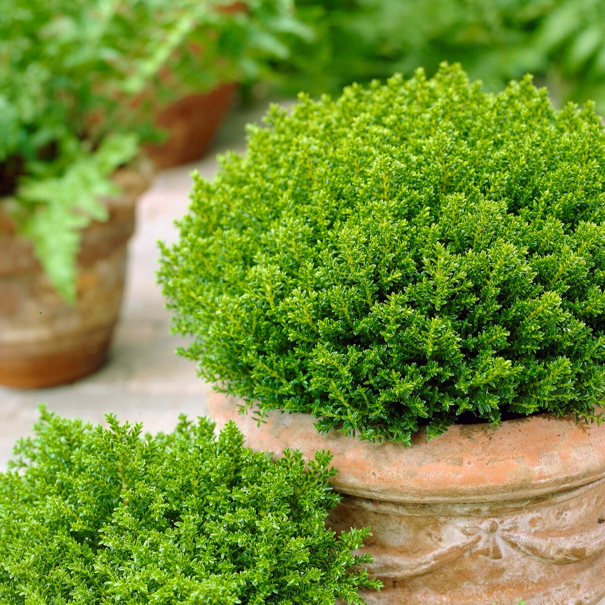Strauch-Ehrenpreis ‘Emerald Green’