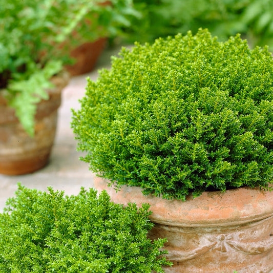 Hebe 'Emerald Green' - Bakker