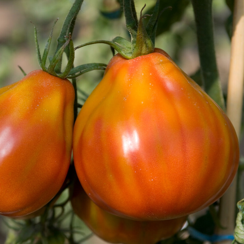 Saatgut Tomate Liguria - Solanum lycopersicum liguria