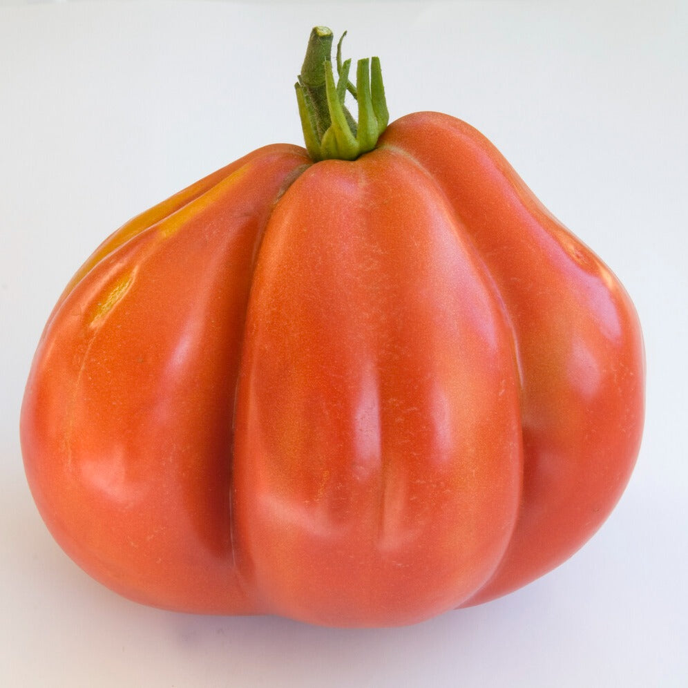 Saatgut Tomate Liguria - Solanum lycopersicum liguria