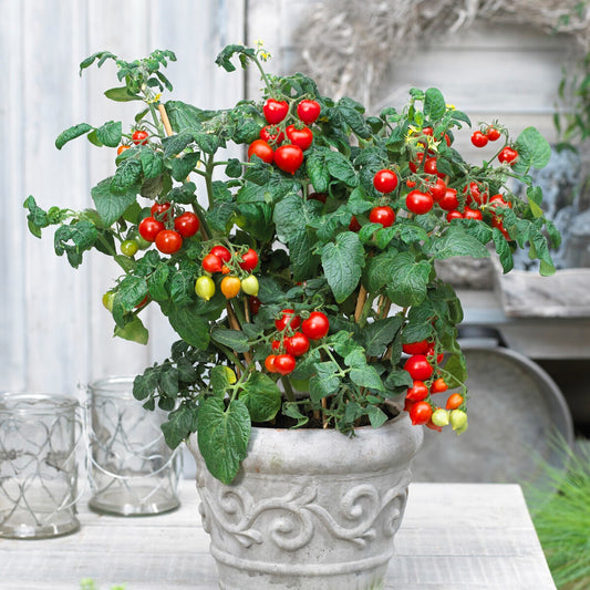 Kirschtomate Coeur d'amour (Liebesherz) - Bakker