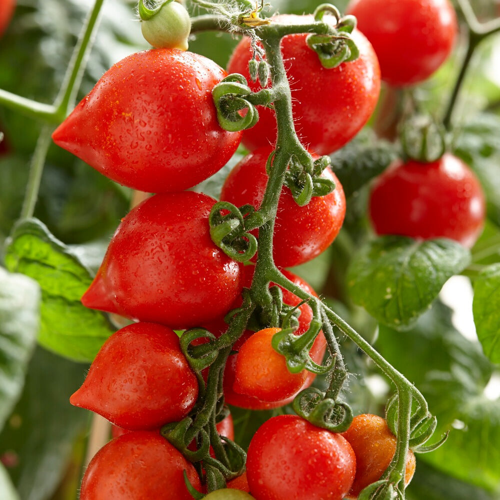 Saatgut Cherrytomate 'Heartbreaker Vita' F1 - Solanum lycopersicum  heartbreaker vita f1