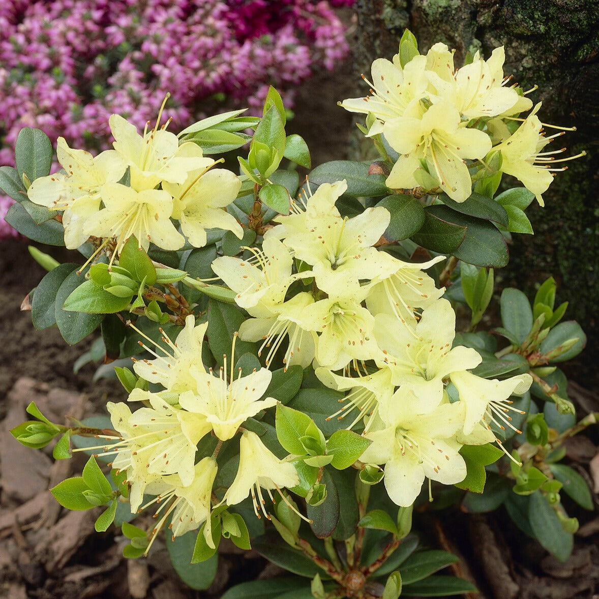 rhododendron schneeglanz Zwerg-Alpenrose Princess Anne - Rhododendron princess anne
