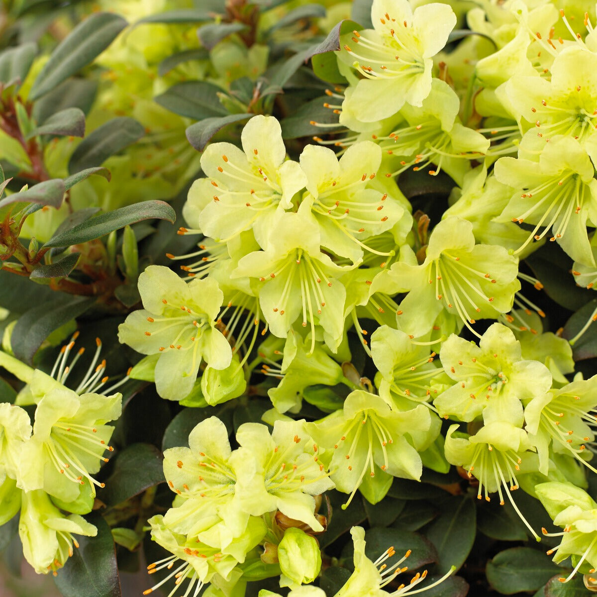 rhododendron schwanensee Zwerg-Alpenrose Princess Anne - Rhododendron princess anne