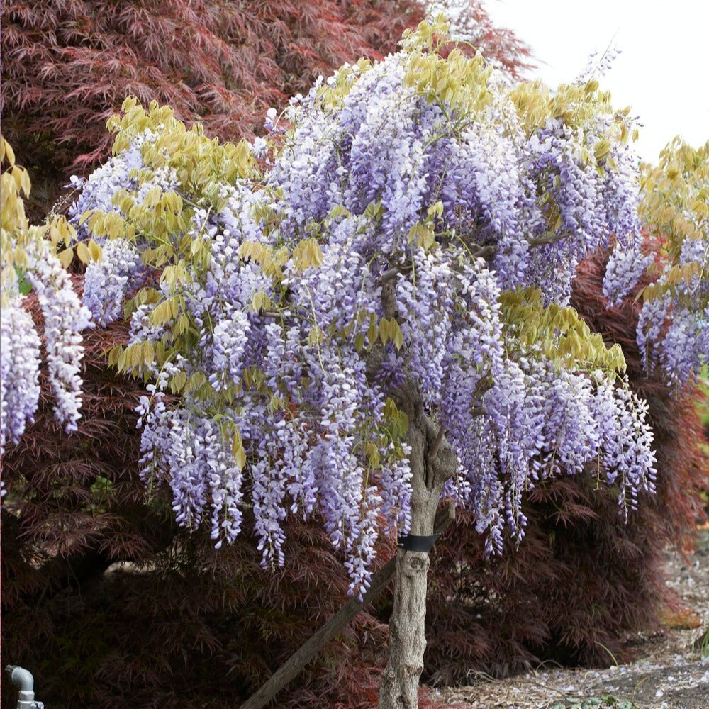 Chinesischer Blauregen auf Stamm - Wisteria sinensis