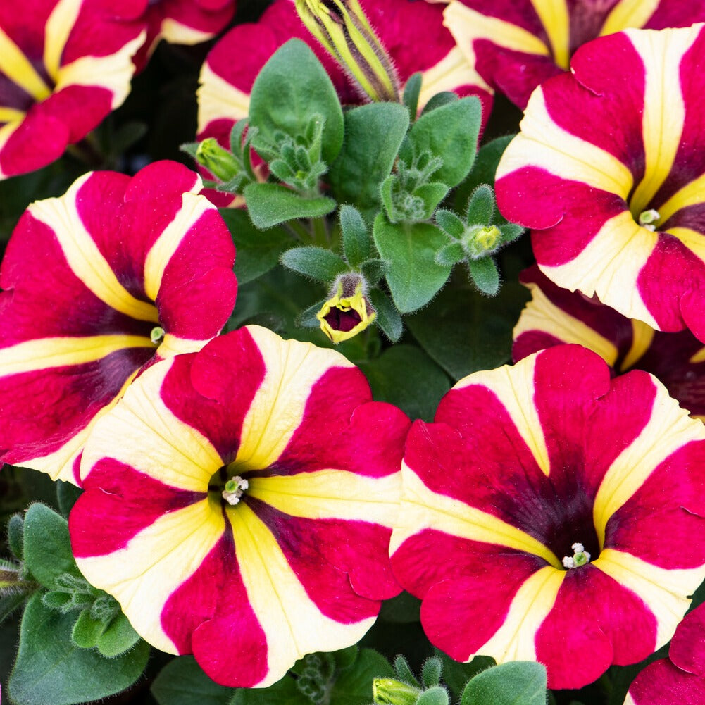 Petunie 'Amore Queen of Hearts' (x3) - Petunia amore queen of hearts