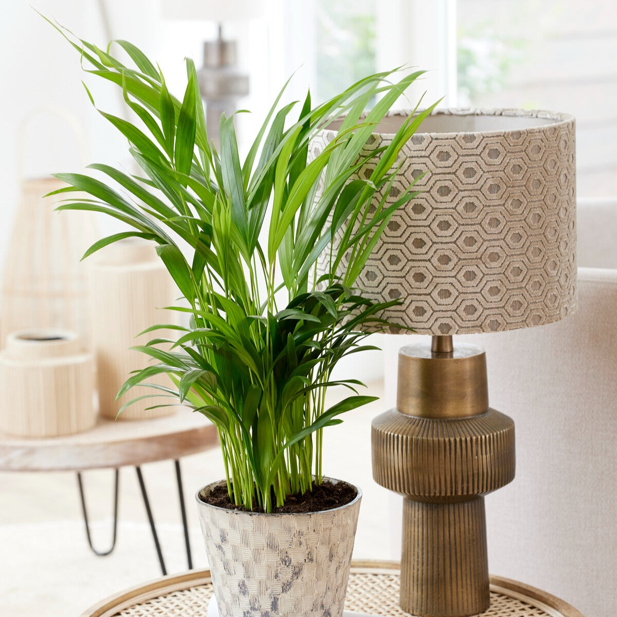 Goldfruchtpalme - Dypsis lutescens