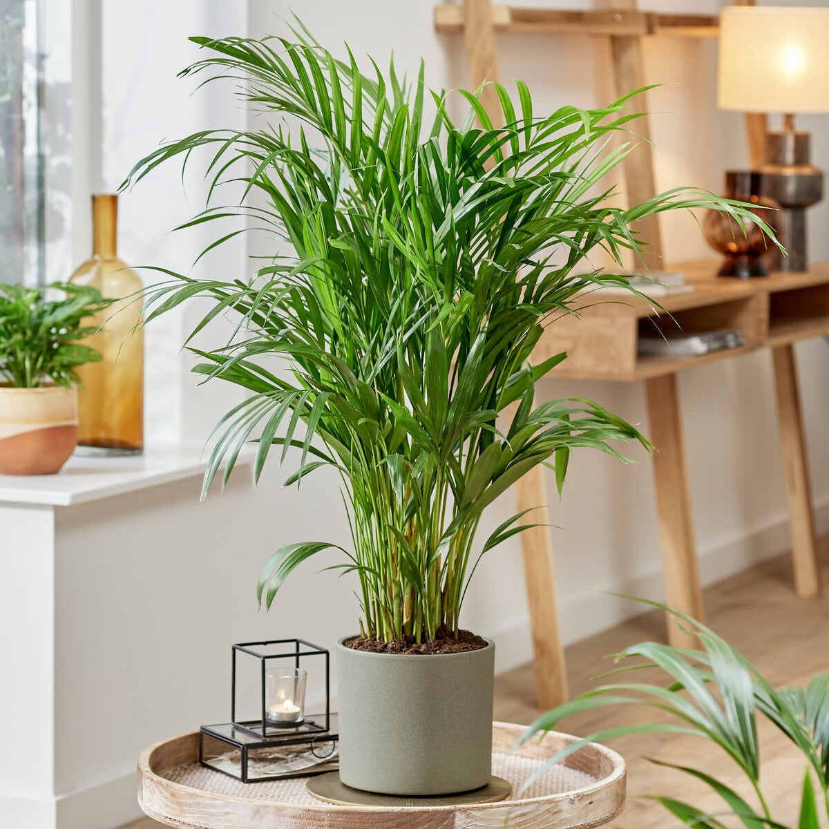 Goldfruchtpalme - Dypsis lutescens