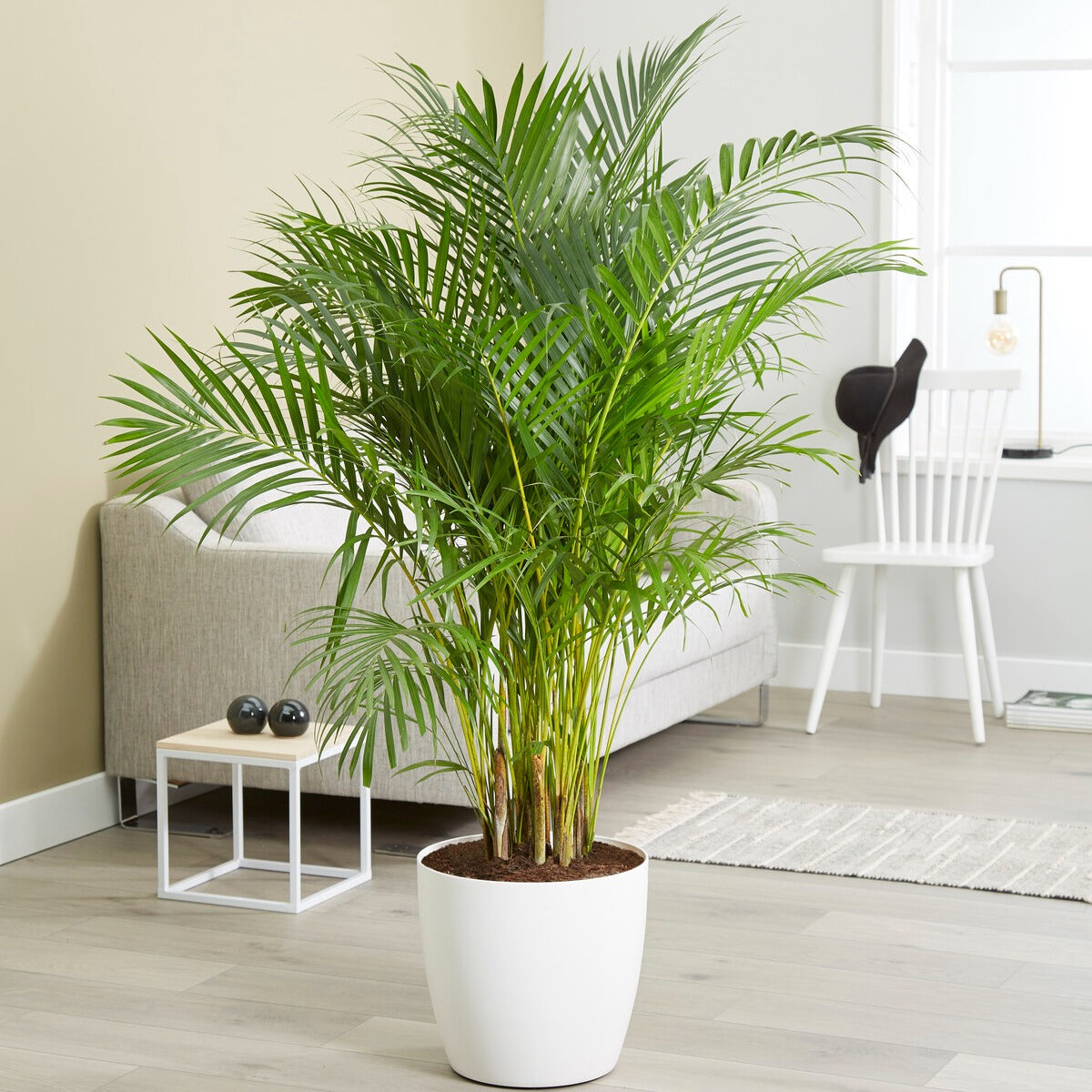 Goldfruchtpalme - Dypsis lutescens
