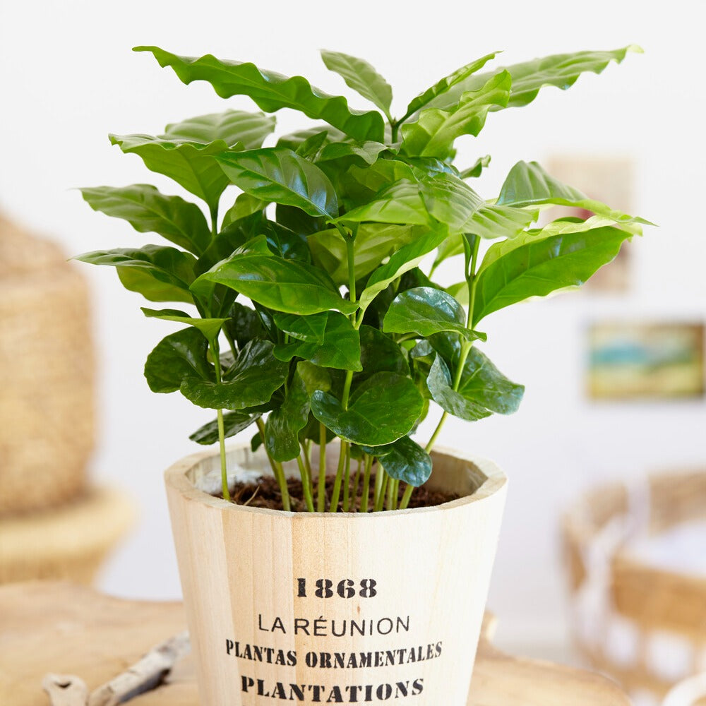 Kaffeepflanze Coffea - Coffea arabica