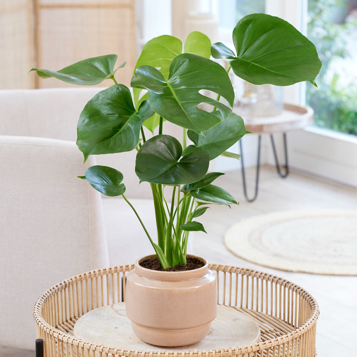 monstera deliciosa kaufen groß Monstera deliciosa - Monstera deliciosa