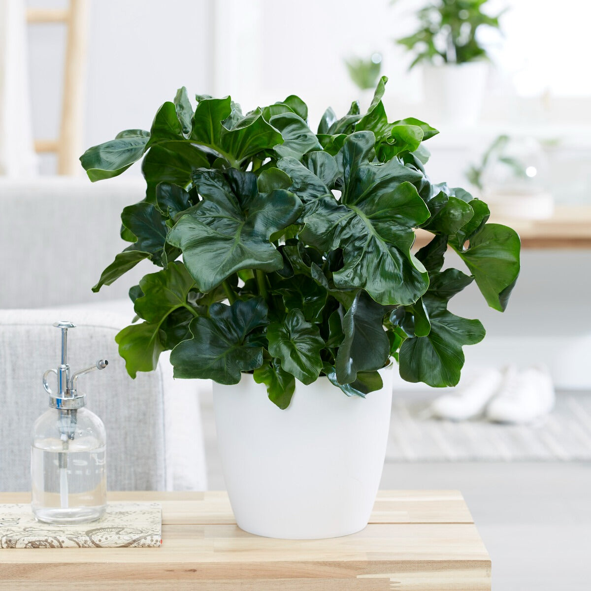 monstera adansonii yellow leaf Monstera European Mint Adansonii Cheese House Plant 6cm Pot – Plants For  All Seasons