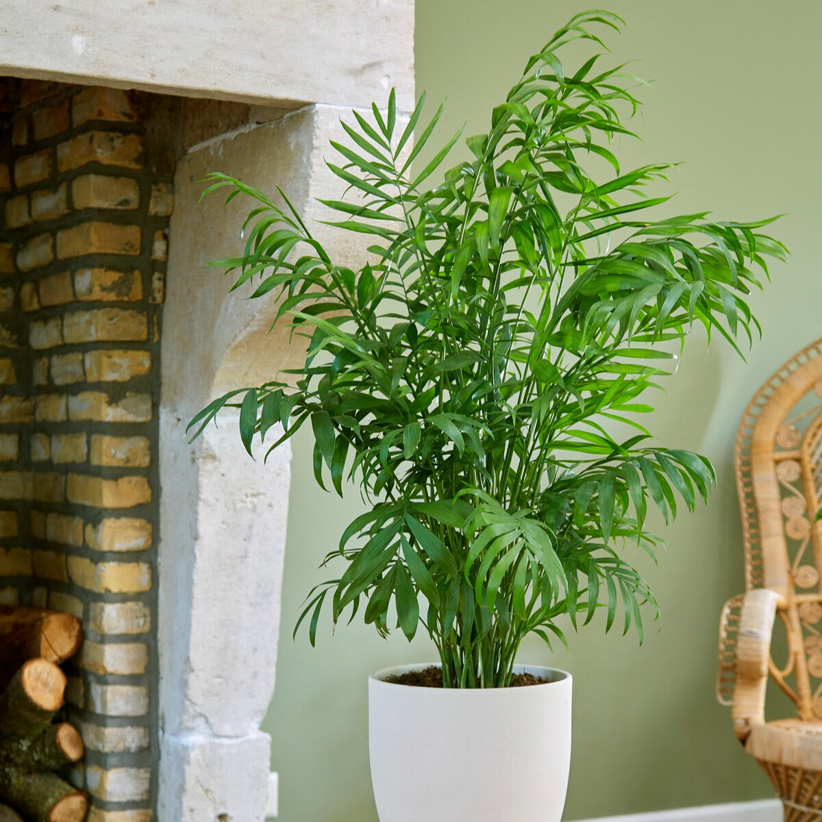 Bergpalme - Chamaedorea elegans