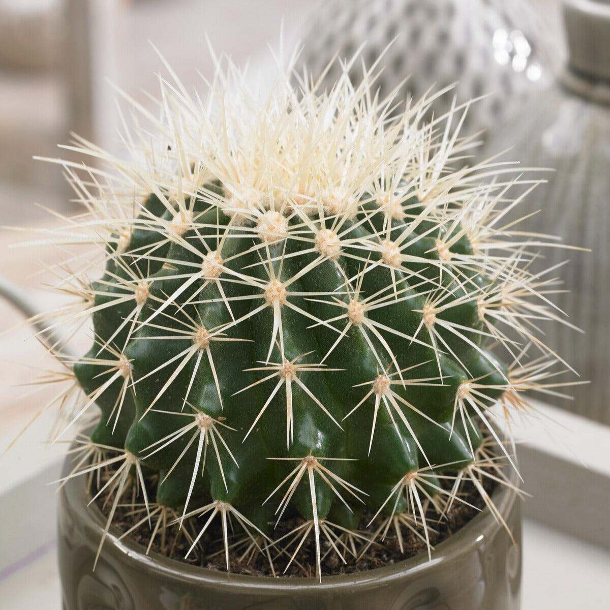 Schwiegermutterstuhl Echinocactus grusonii