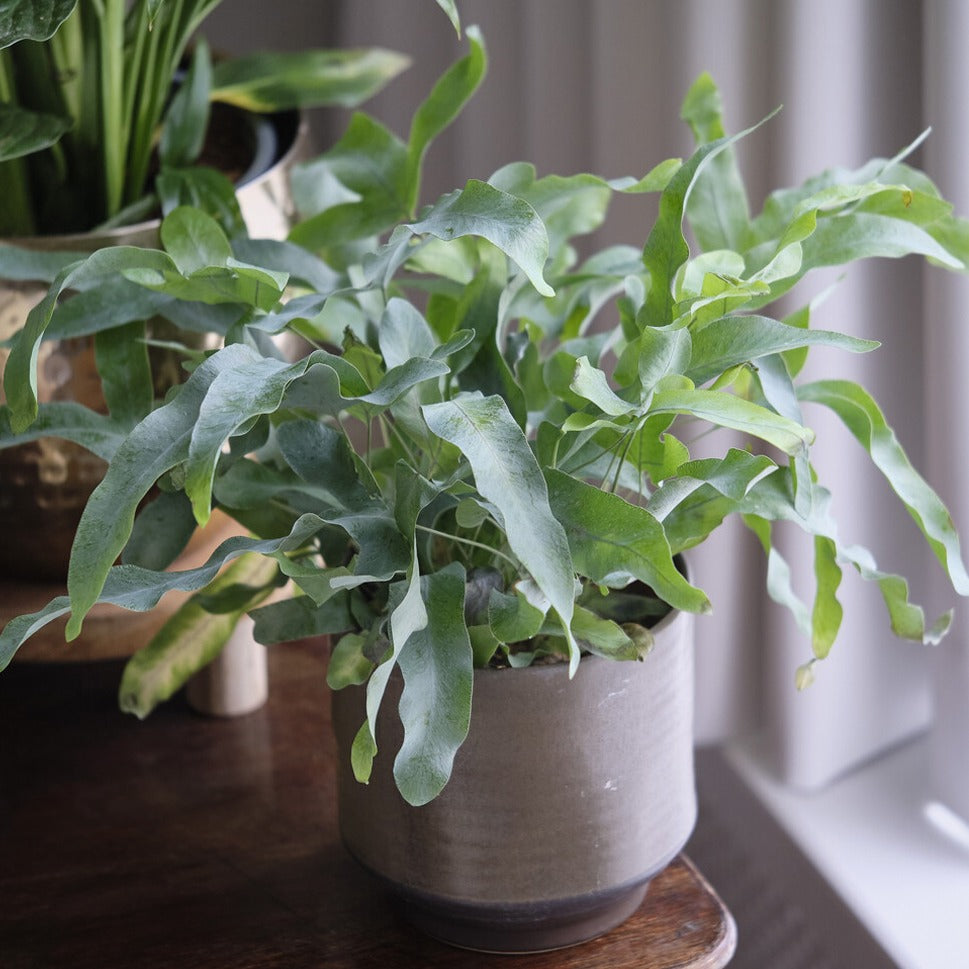 Blaufarn 'Blue Star' - Phlebodium blue star