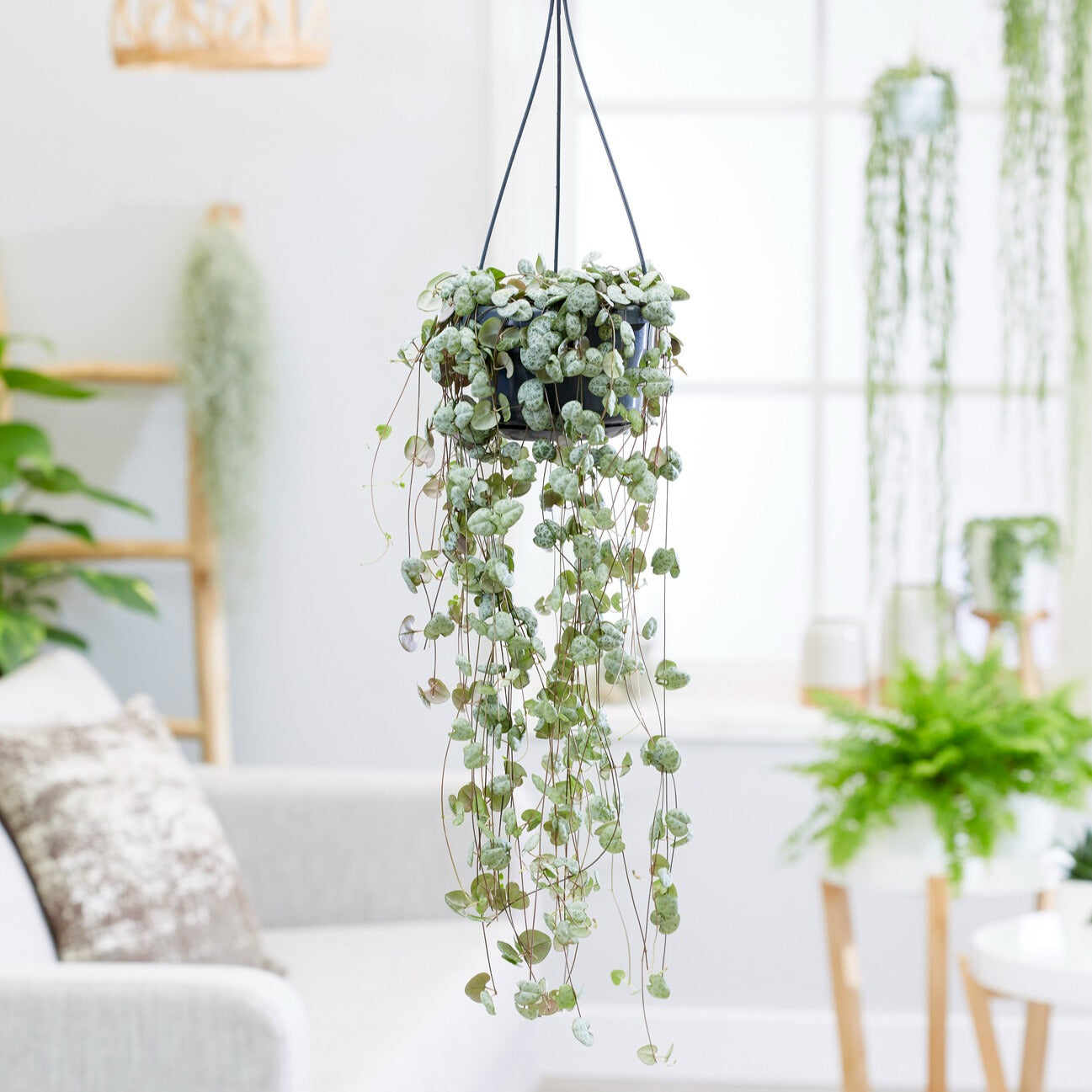 Leuchterblume - Ceropegia woodii