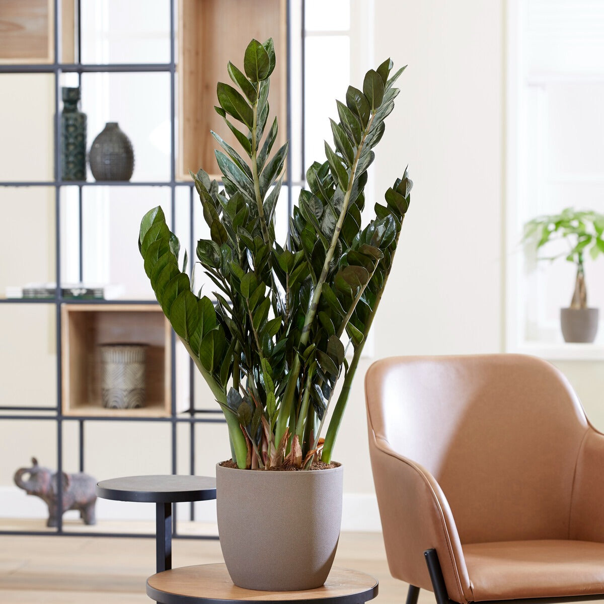 Glcksfeder - Zamioculcas zamiifolia | Bakker.com Glcksfeder - Zamioculcas zamiifolia | Bakker.com