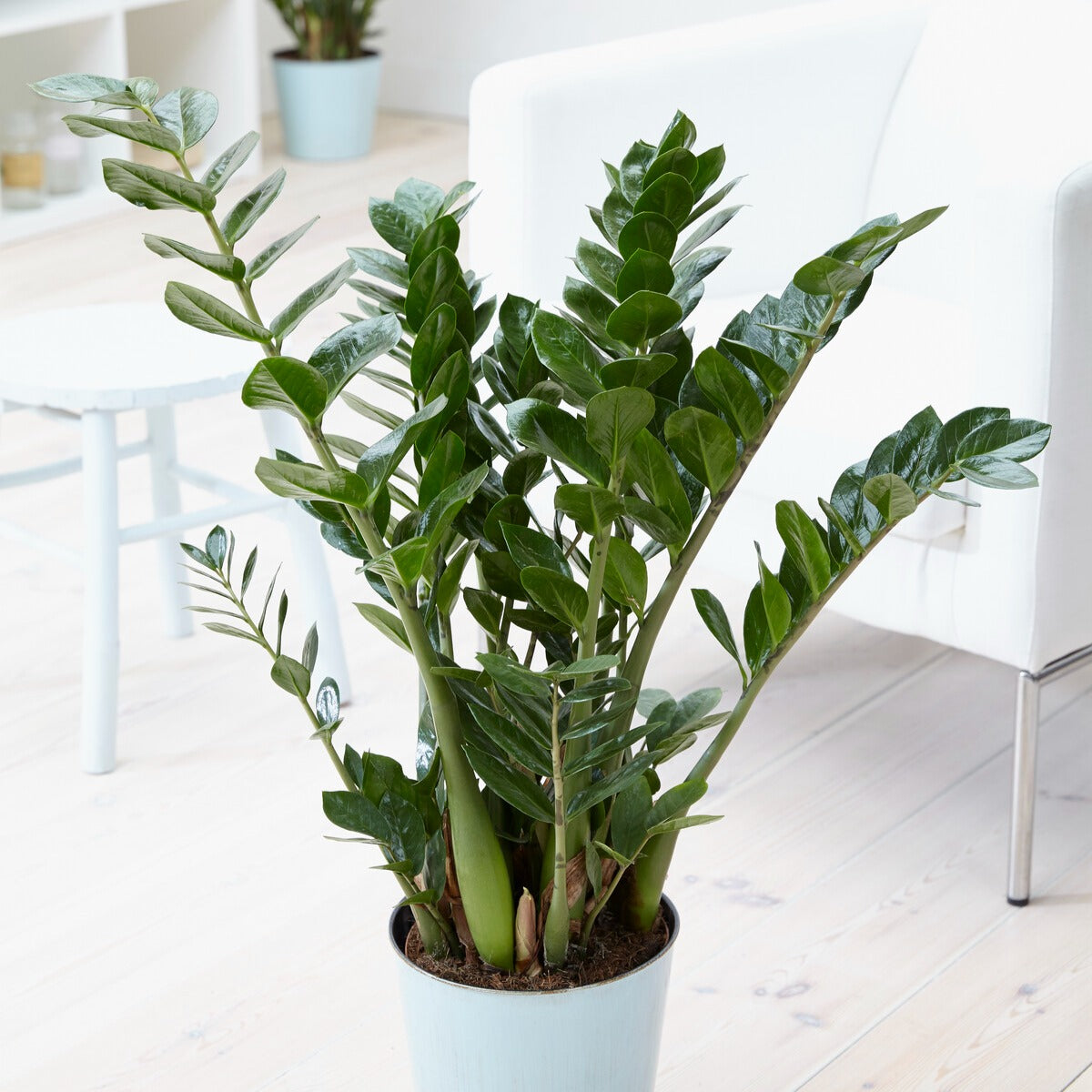 Glücksfeder - Zamioculcas zamiifolia