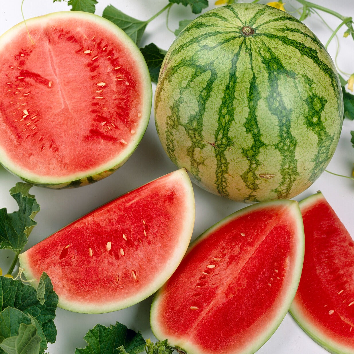 Saatgut Wassermelone Crimson Sweet Bio - Citrullus lanatus crimson sweet