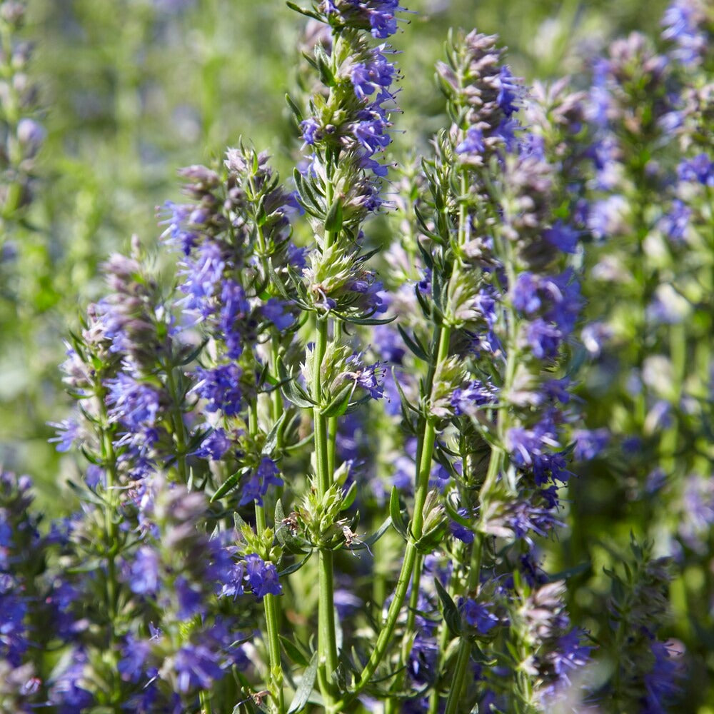 Saatgut Ysop Bio - Hyssopus officinalis
