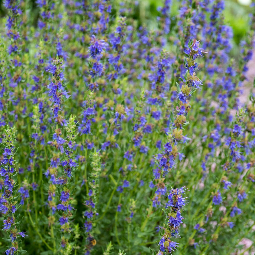 ysop düngen Saatgut Ysop Bio - Hyssopus officinalis