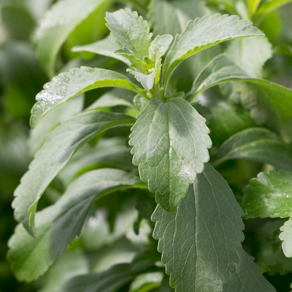 Saatgut Skraut - Stevia rebaudiana | Bakker.com