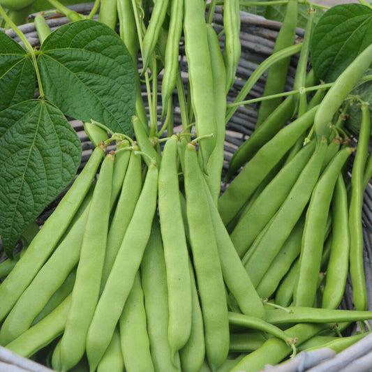 Stammschnittbohne Artemis - Bakker