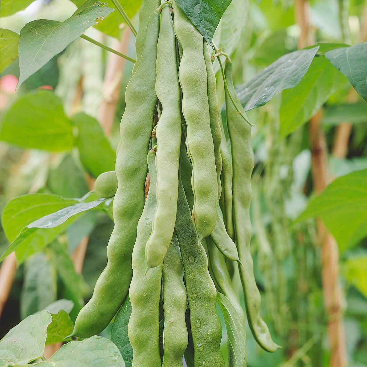 Saatgut Stangenbohne 'Helda' - Phaseolus coccineus helda