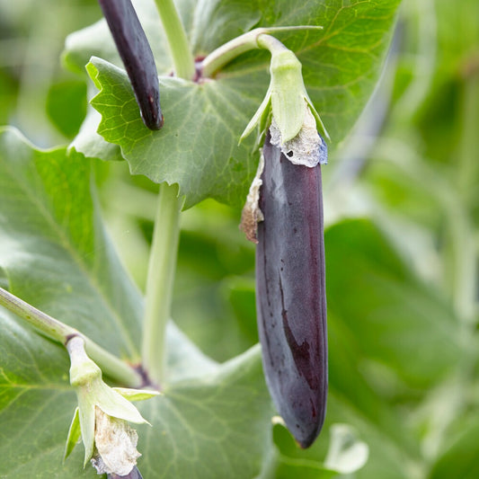 Zwergerbse Désirée - Bakker