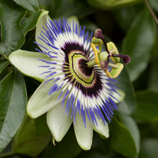 Saatgut Passionsblume - Bakker
