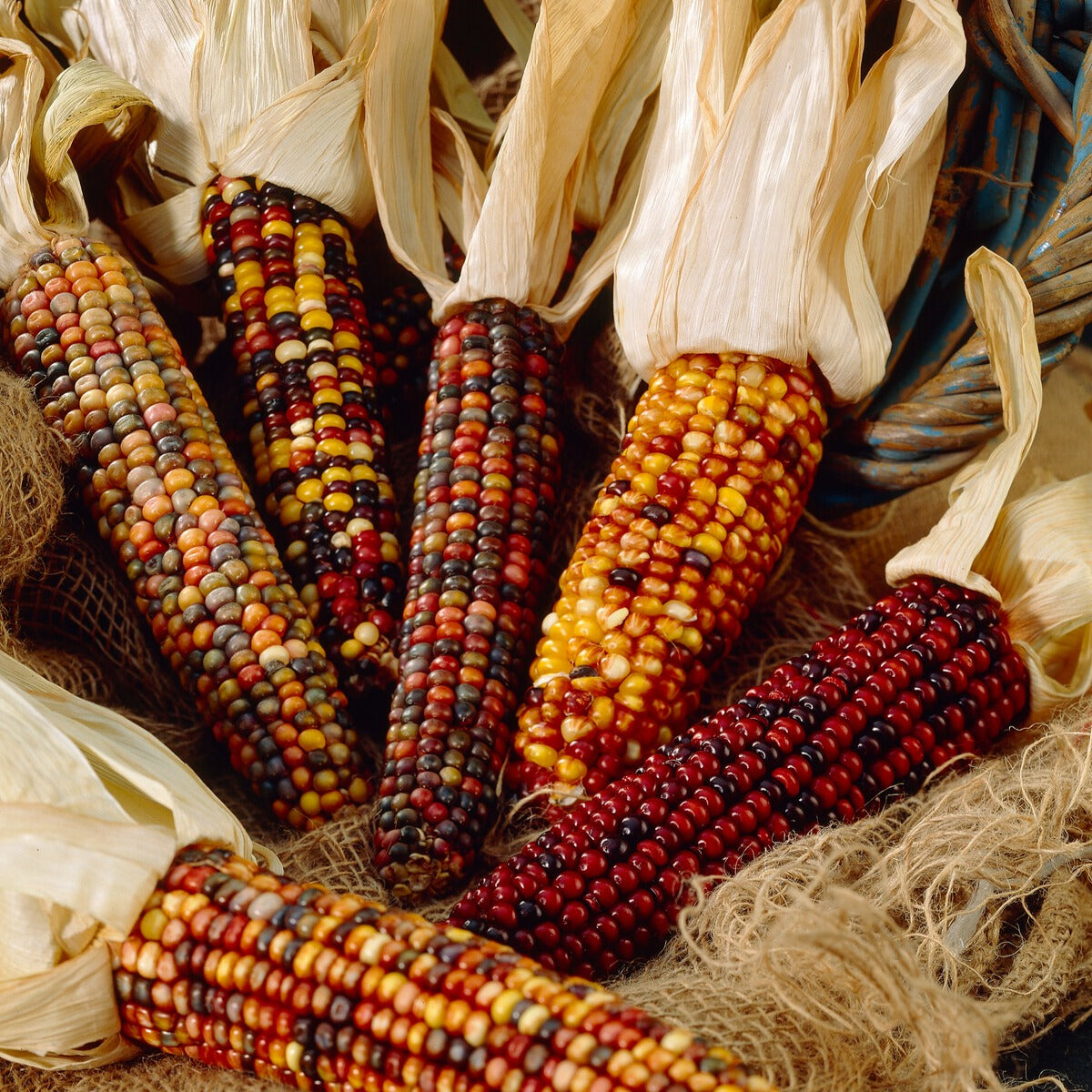 Saatgut Ziermais Mischung - Zea mays japonica