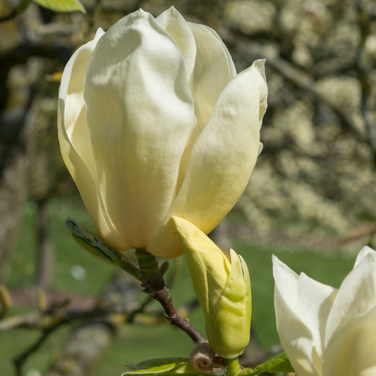 Magnolie Yellow Lantern - Bakker