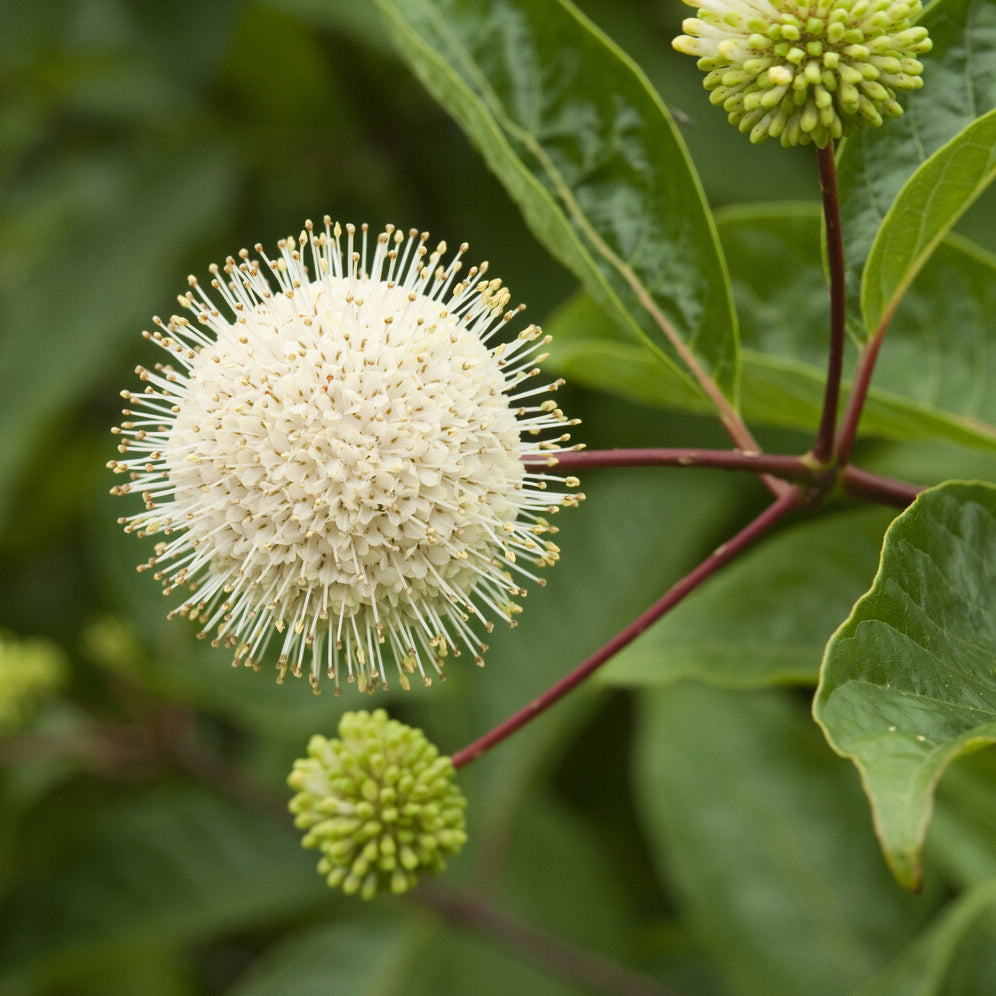 Cephalanthus auf einem Stamm - Cephalanthus occidentalis - Bakker