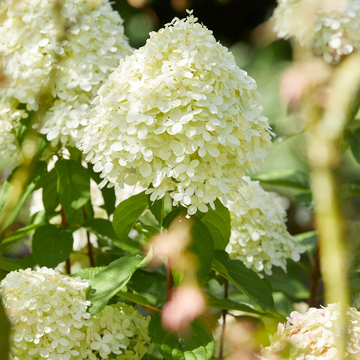 Rispenhortensie 'Limelight' - Hydrangea paniculata limelight  | Bakker.com