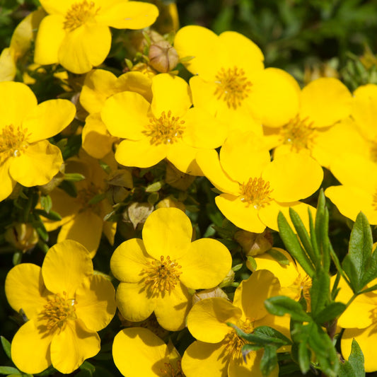 Goldfinger-Fingerkraut - Bakker