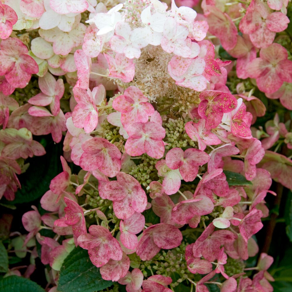 Rispenhortensie Magical ® Fire - Bakker