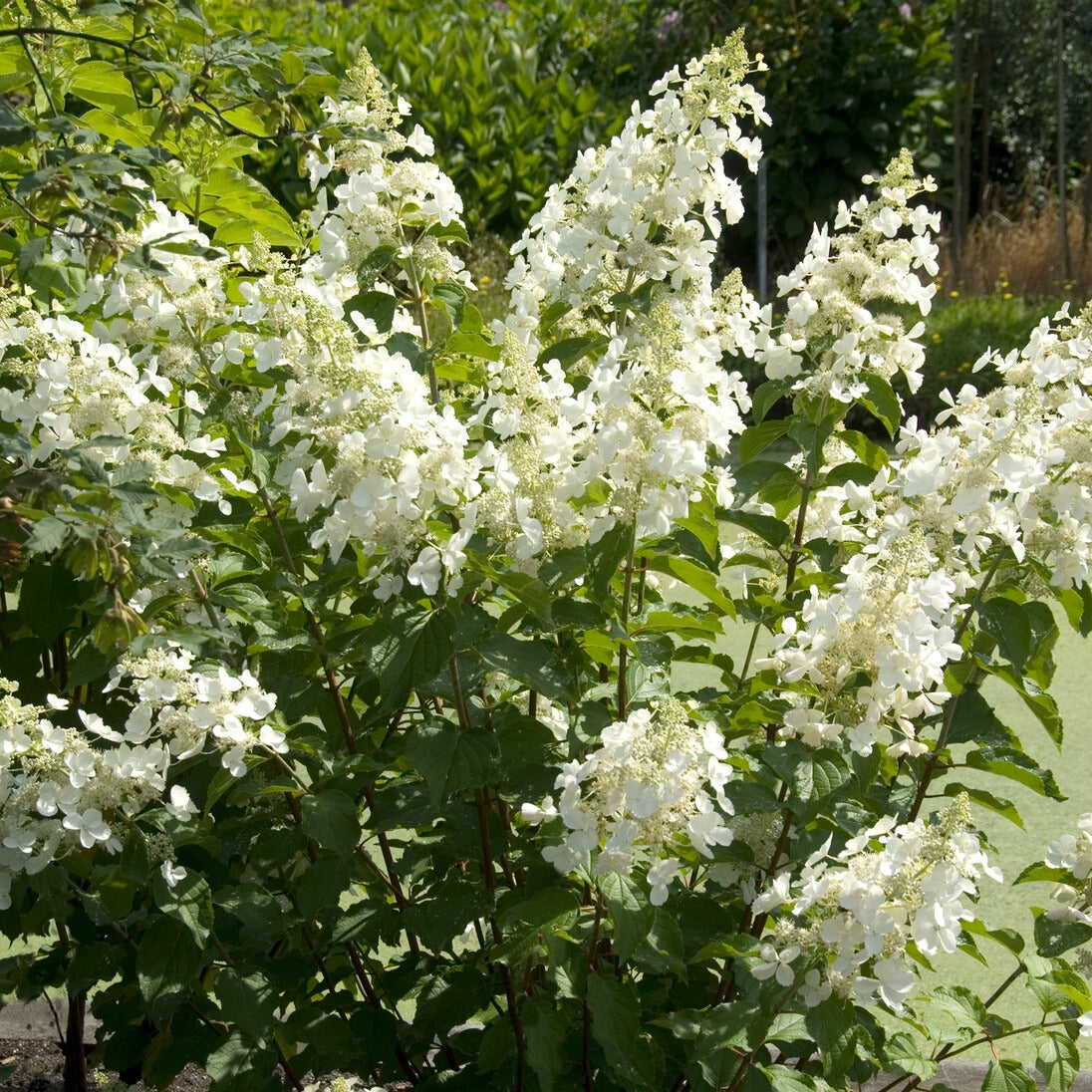 Rispenhortensie Pink Lady - Hydrangea paniculata pink lady - Bakker