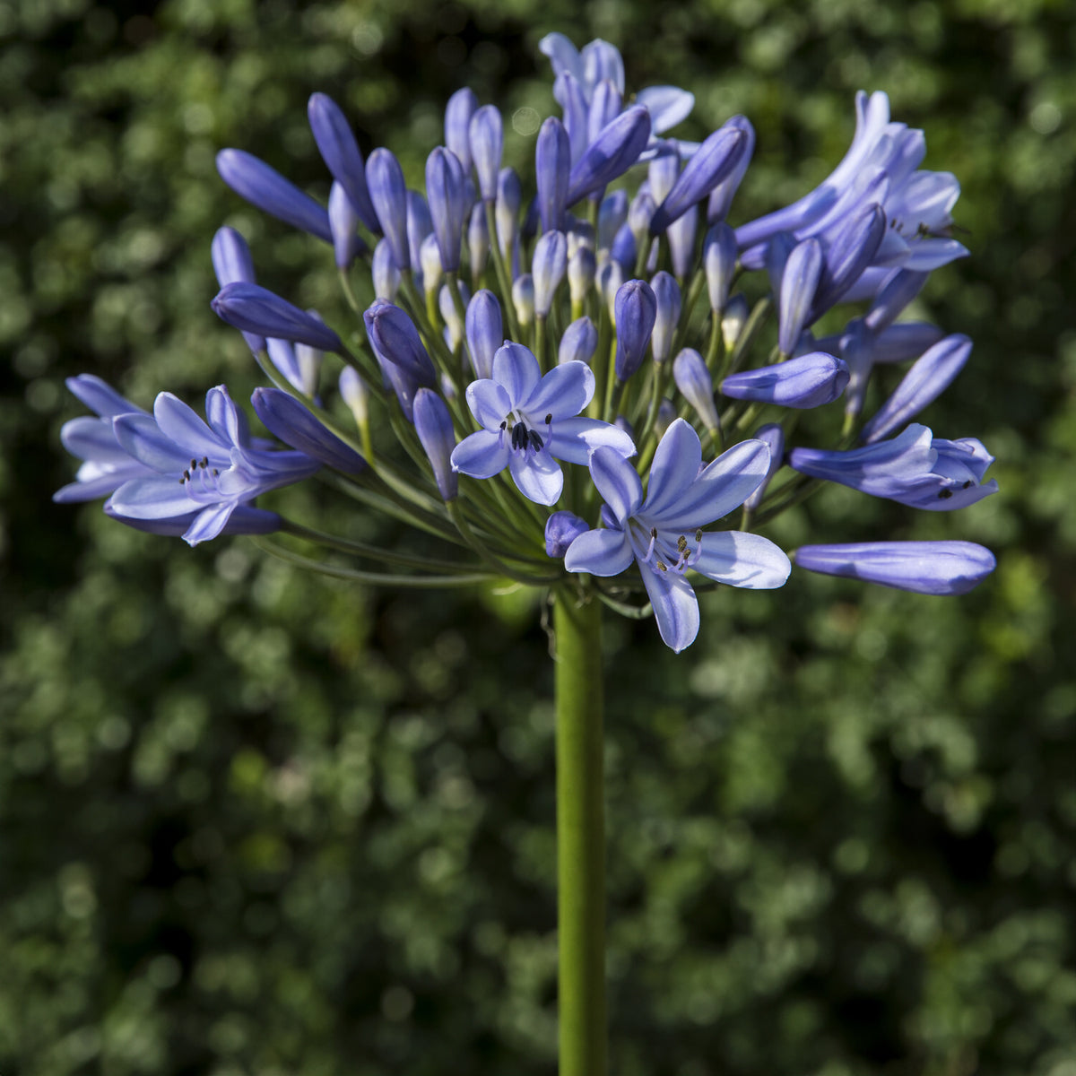 Agapanthus Doctor Brouwer - Bakker