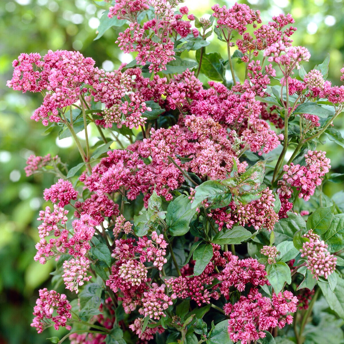 Stauden - Gewöhnlicher Wasserdost - Eupatorium cannabinum Plenum
