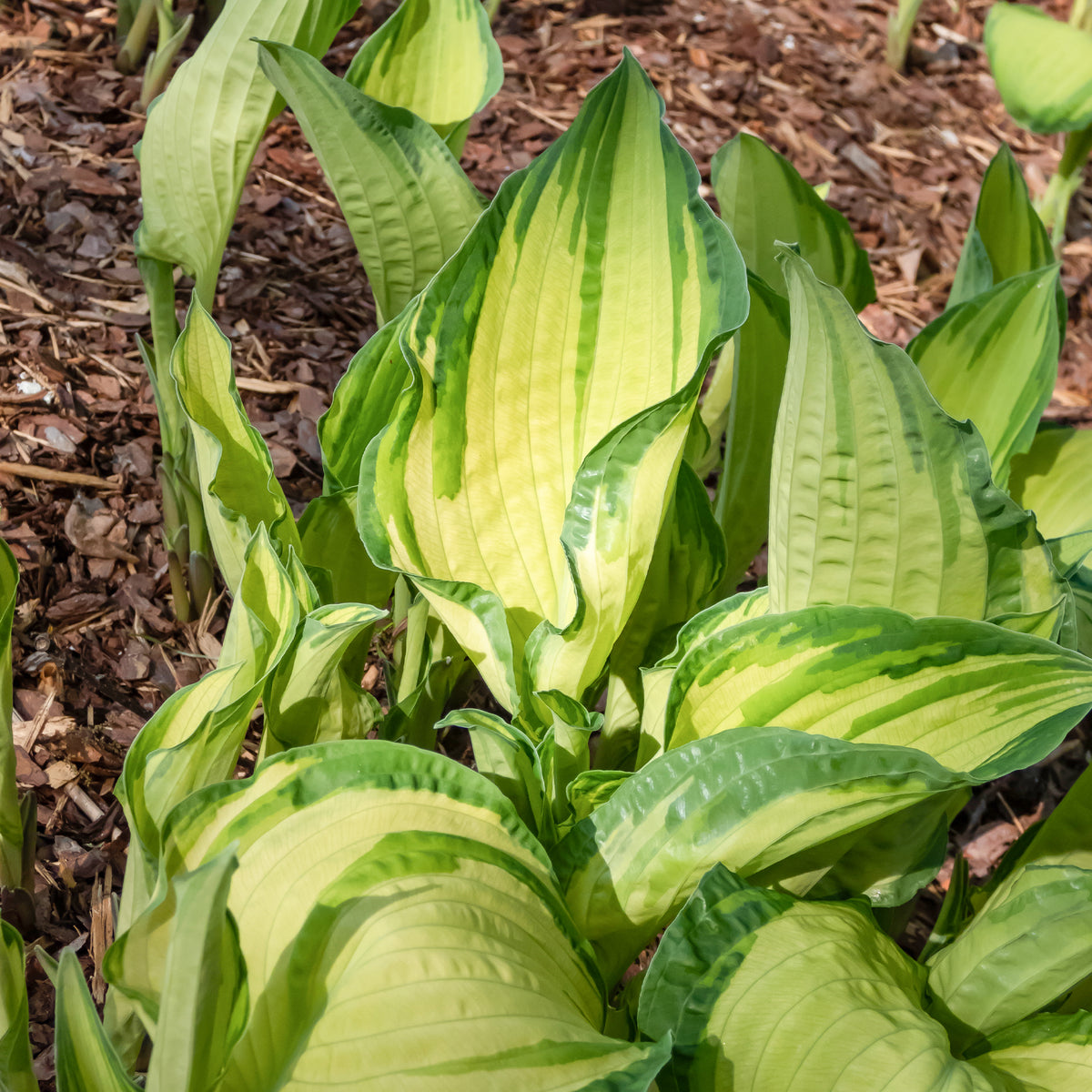 Grünrand-Funkie Albopicta - Hosta fortunei albopicta - Bakker