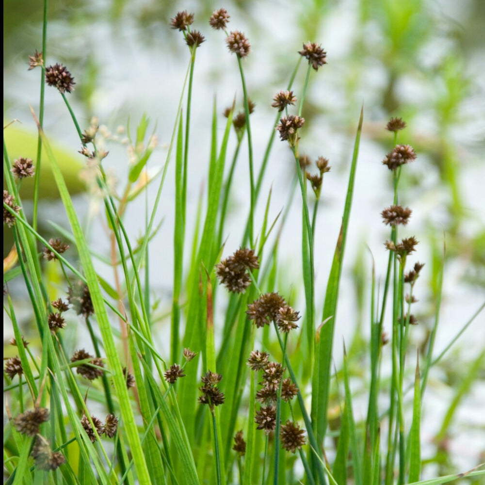 binse zimmerpflanze Zwerg-Binse - Juncus ensifolius