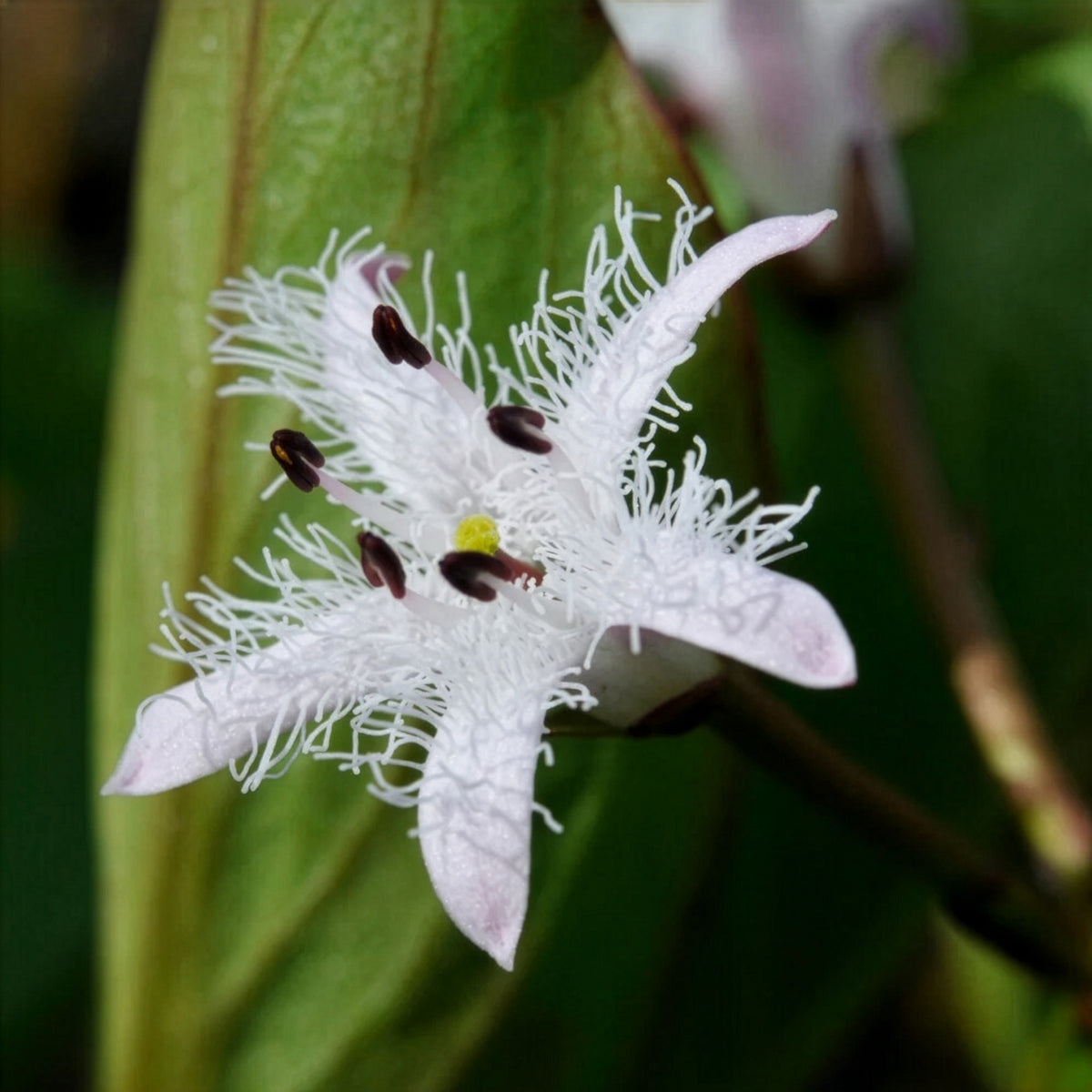 Menyanthes trifoliata - Fieberklee - Wasserpflanzen
