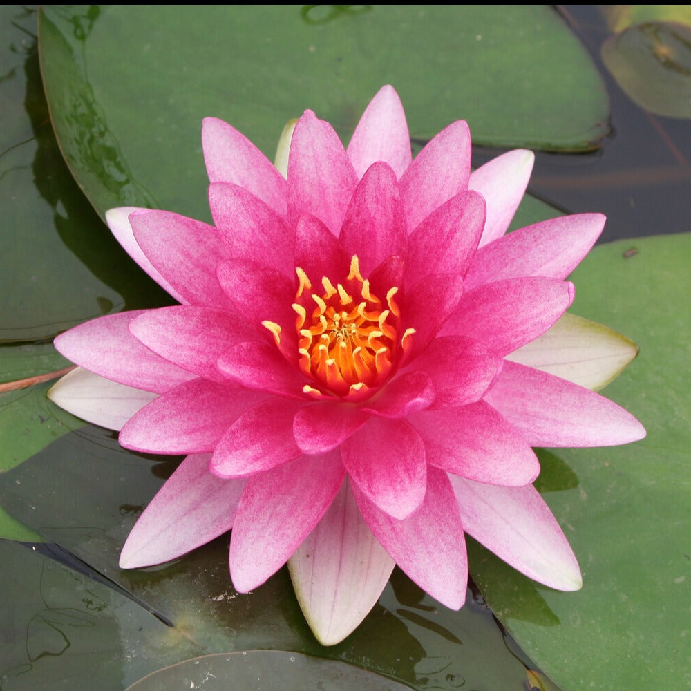 bonsai - seerose zwergseerose Seerose 'Charles de Meurville' - Nymphaea charles de meurville