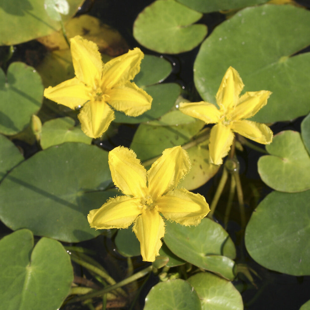 Limnantheme Falsche Seerose - Nymphoides peltata