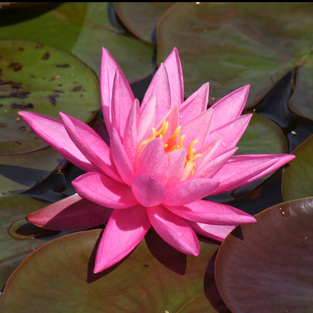 Seerose Rose Arey - Nymphaea rose arey