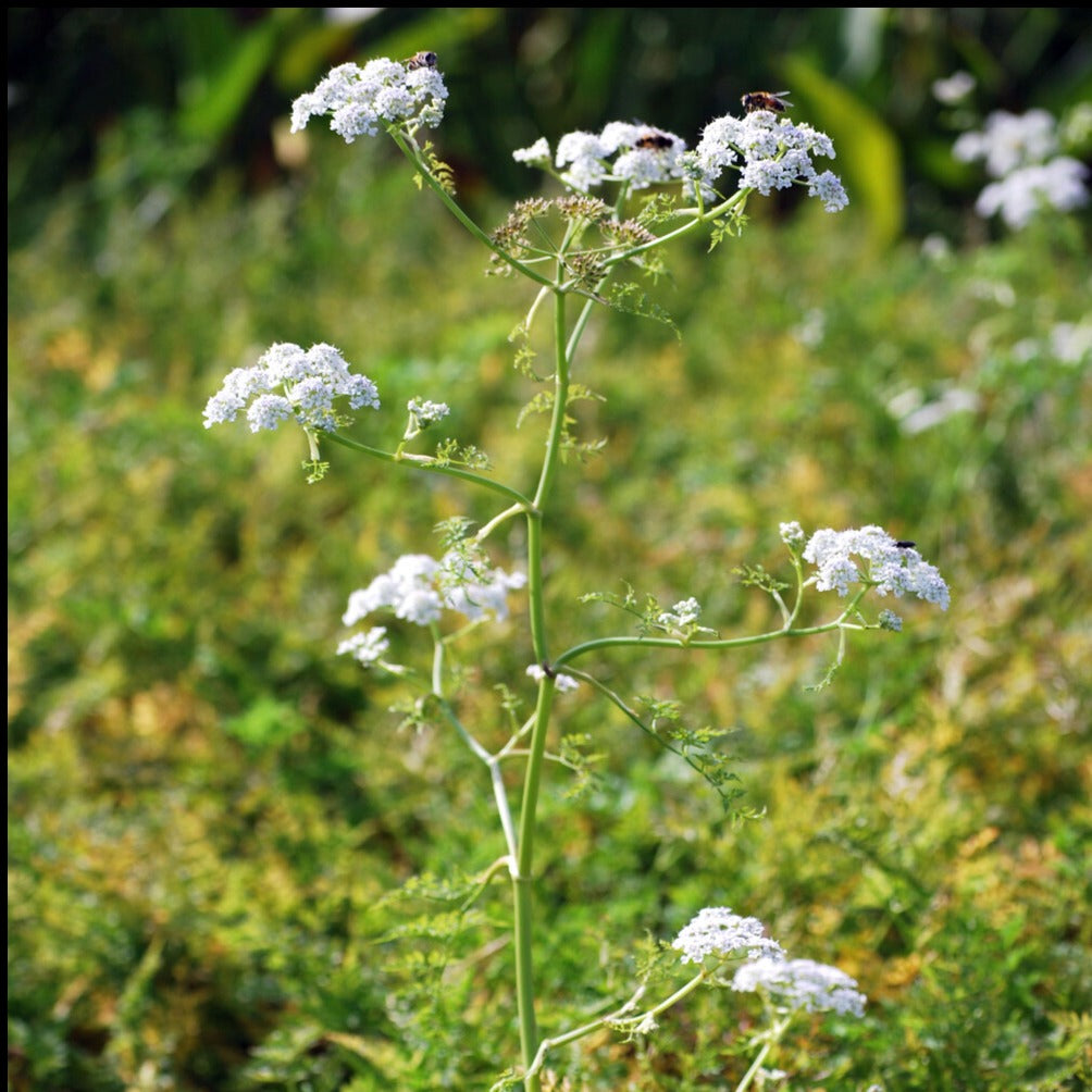 Wasser-Oenanthe - Oenanthe aquatica
