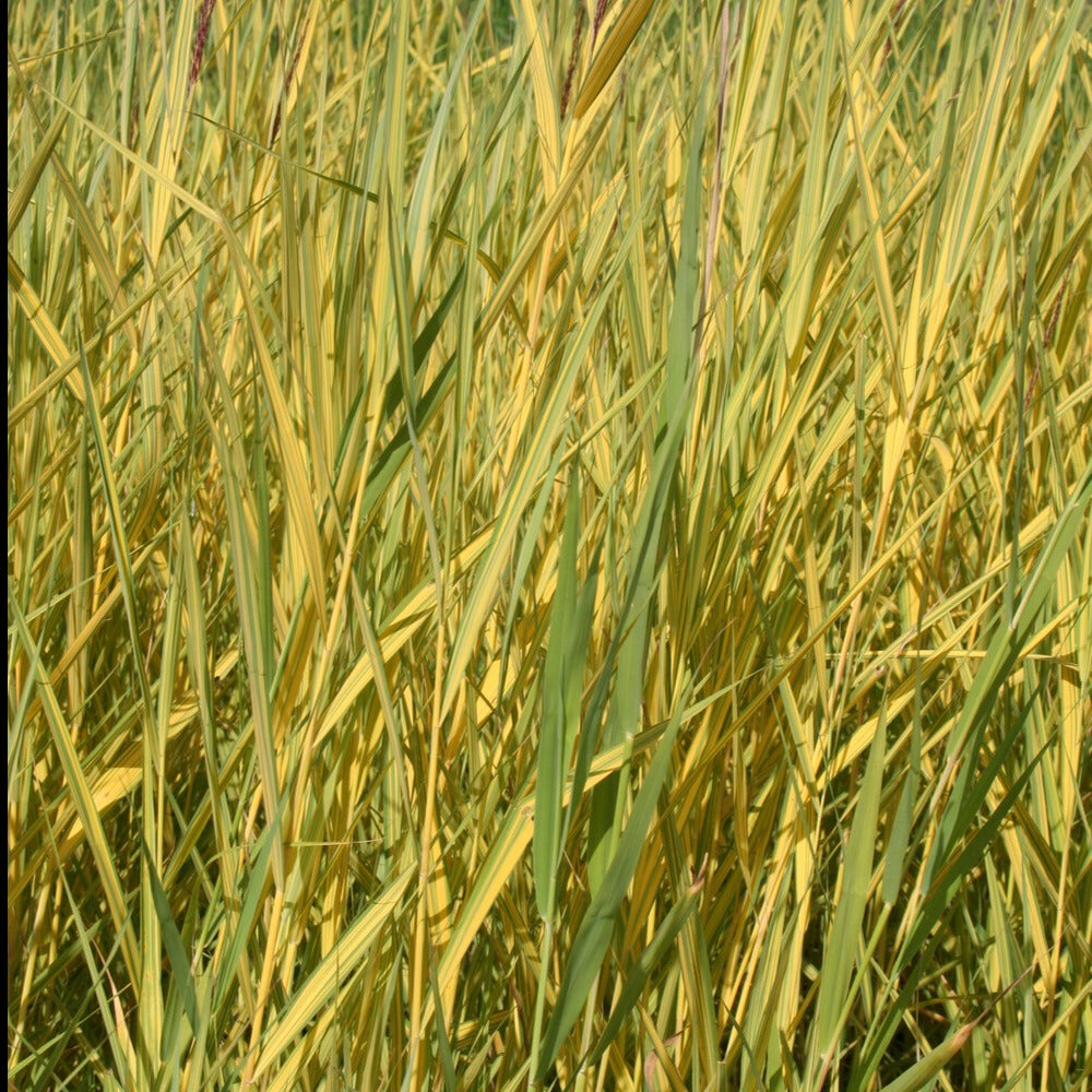 Gelbbuntes Schilf - Phragmites australis variegatus