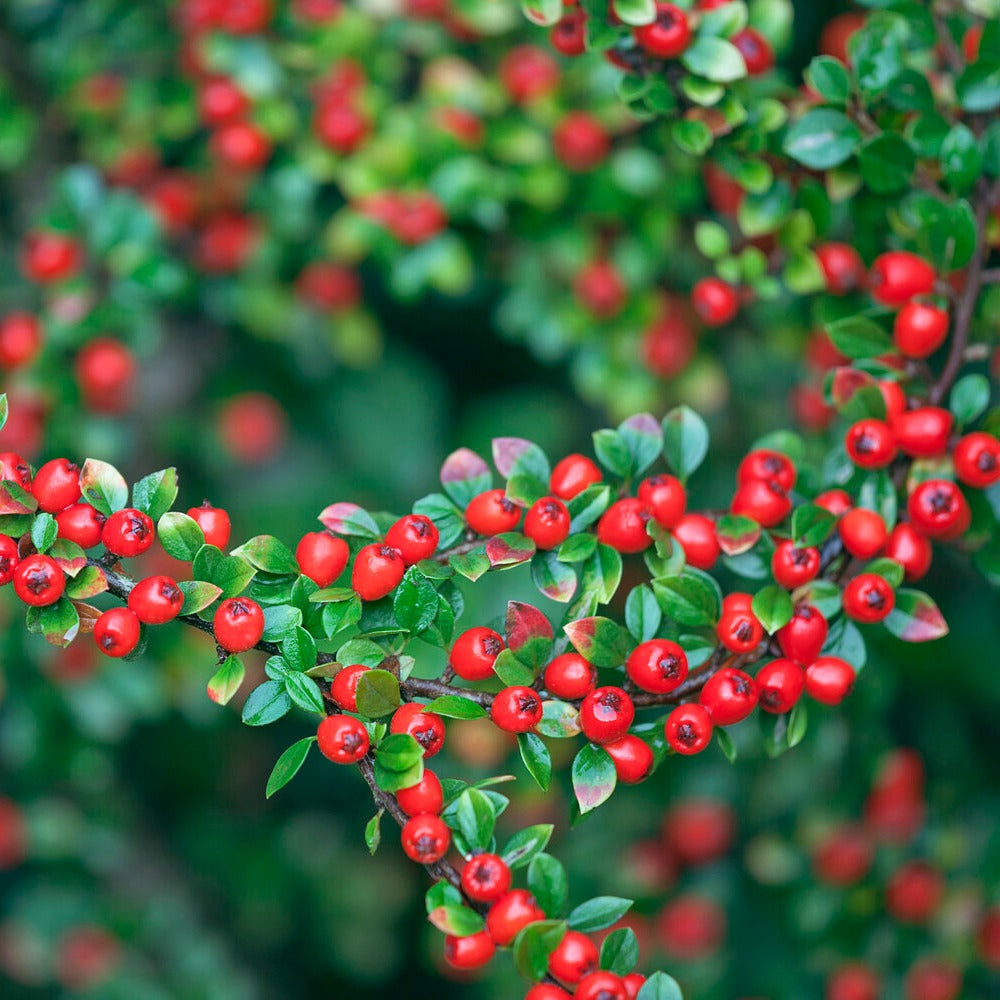 Zwergmispel 'Coral Beauty' - Cotoneaster suecicus Coral Beauty - Bakker